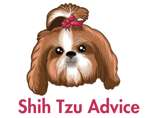 Shih Tzu Advice